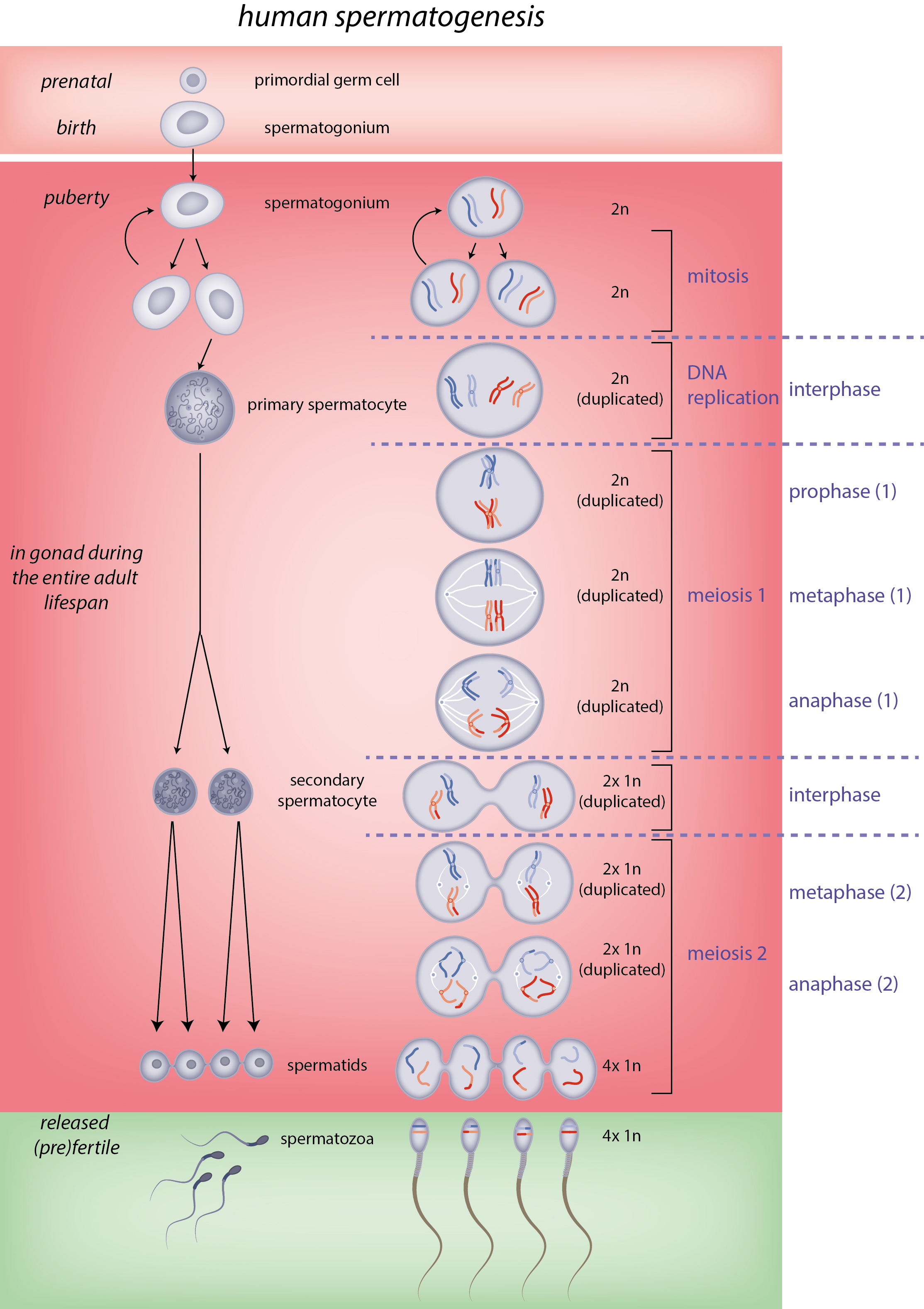 Slagter Drawing Human Spermatogenesis Diagram English Labels Anatomytool 